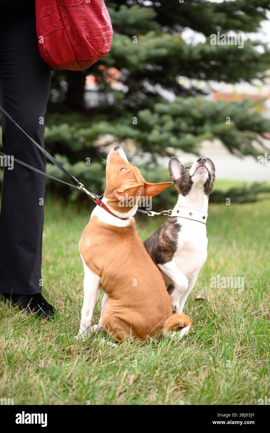Deux adorables chiots basenji sont sur une promenade délicieuse avec leur propriétaire. Les chiots animés, sur leurs laisses, explorent l'herbe fraîche, exsudant la chaleur et Banque D'Images