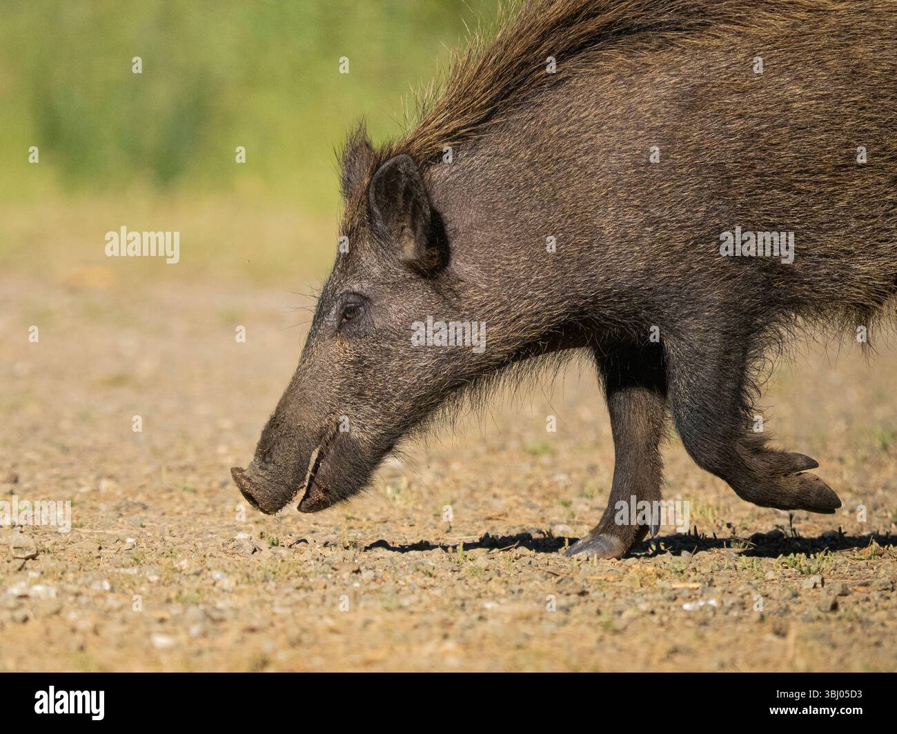 Sanglier (sus scrofa), Parc national de Marmaris, Province de Mugla, Sud-Ouest de la Turquie Banque D'Images