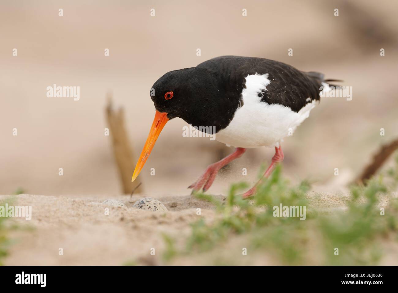 Oystercatcher sur le point de s'asseoir sur des œufs Banque D'Images