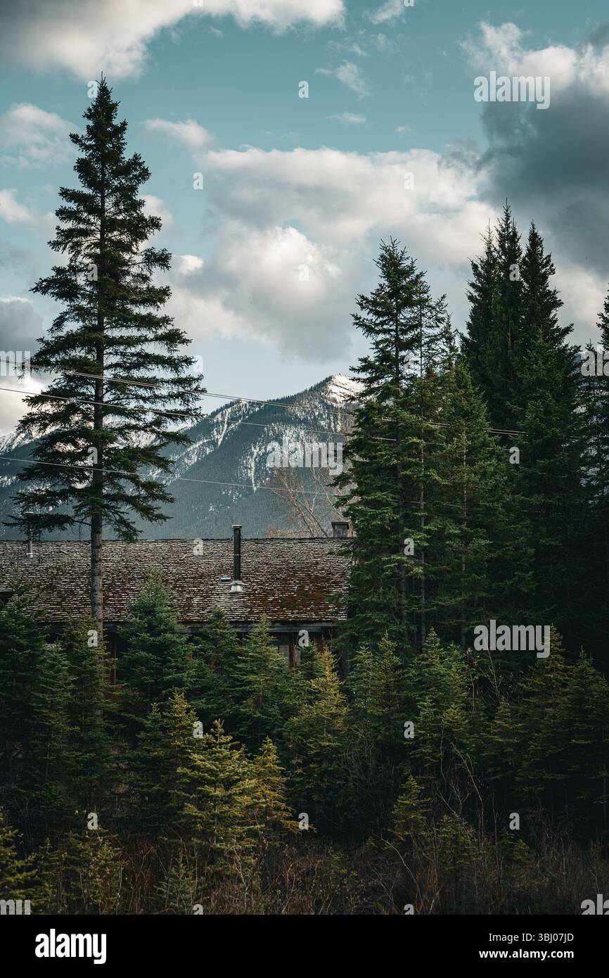 Une maison cachée dans de grands pins sous un ciel nuageux dans une forêt tranquille Banque D'Images Une maison cachée dans de grands pins sous un ciel nuageux dans une forêt tranquille Banque D'Images