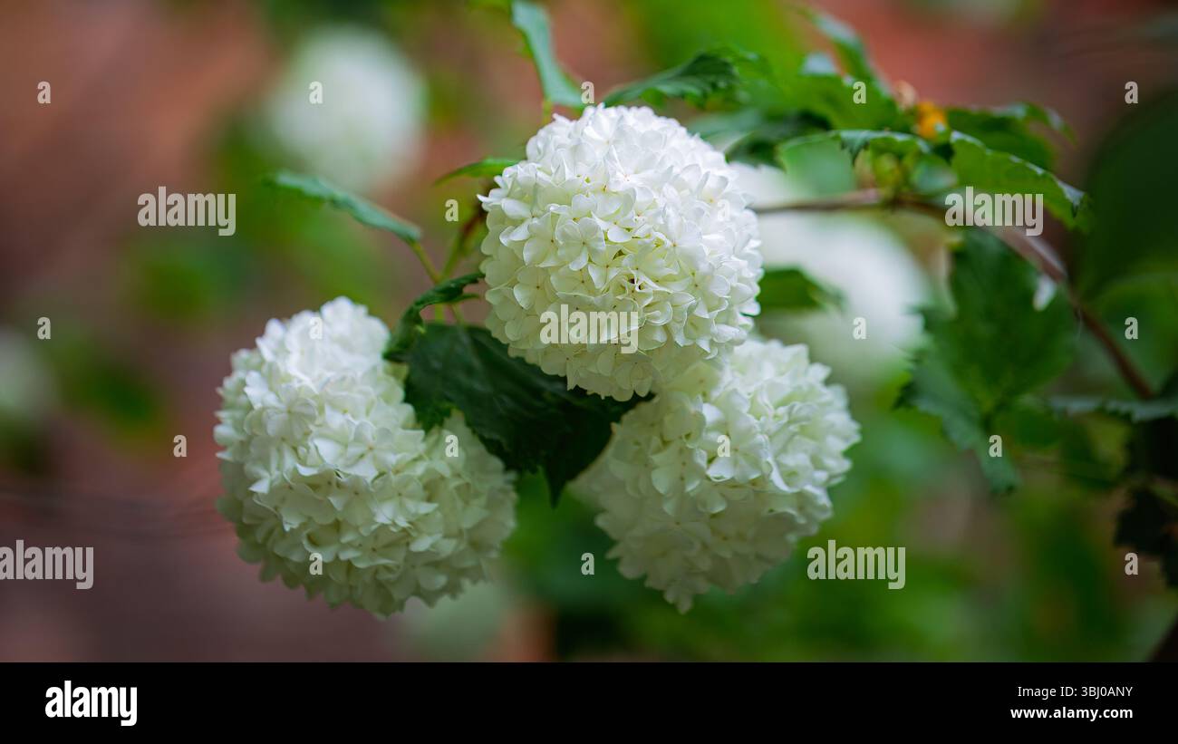 Gros plan des fleurs blanches de Viburnum opulus roseum en juin 2025 Banque D'Images