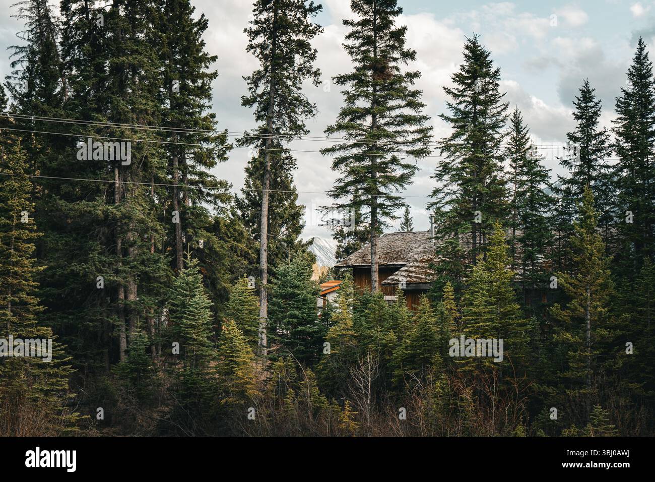 Une maison cachée dans de grands pins sous un ciel nuageux dans une forêt tranquille Banque D'Images Une maison cachée dans de grands pins sous un ciel nuageux dans une forêt tranquille Banque D'Images