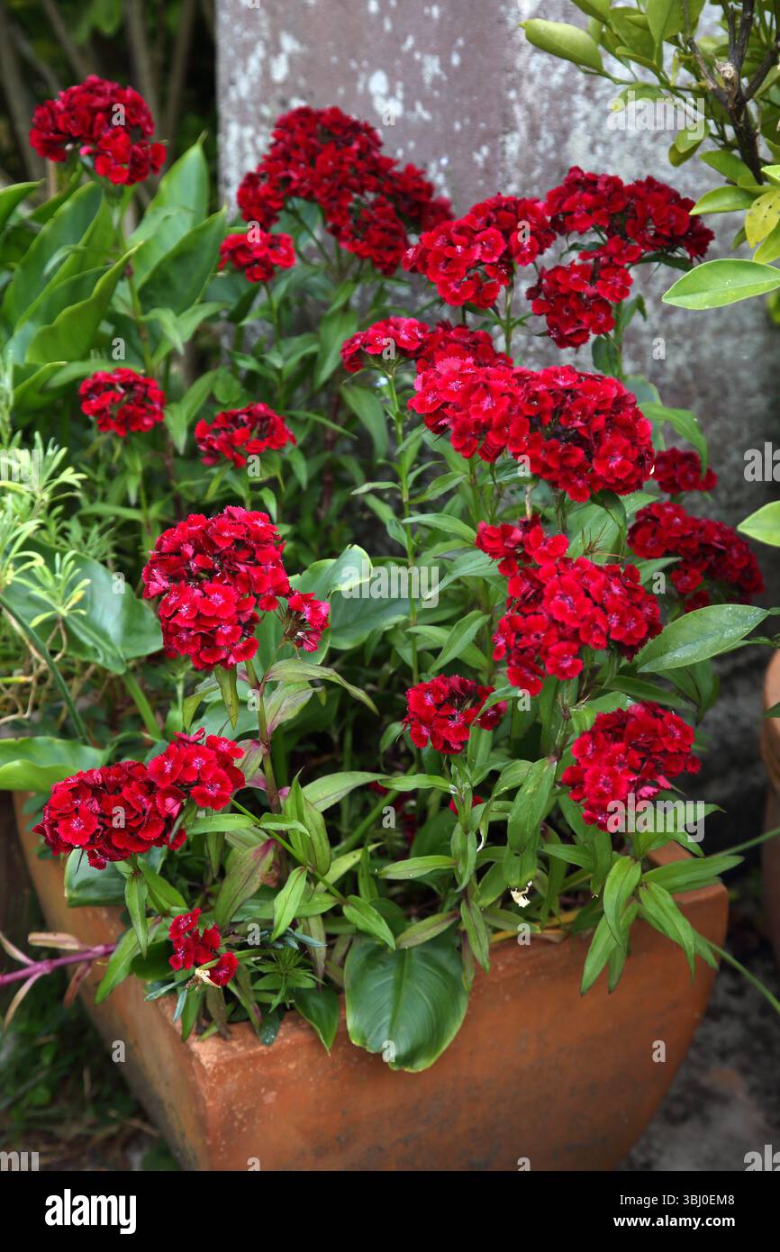 Red Sweet William (Dianthus Barbatus) floraison au printemps Banque D'Images