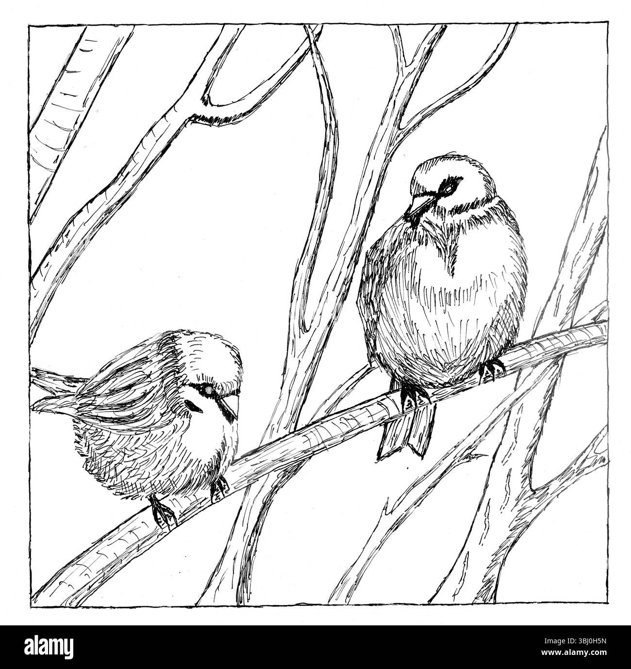 Illustration détaillée en noir et blanc de deux petits oiseaux (ressemblant à des chickadees ou des moineaux) perchés sur une branche d'arbre. Le dessin est exécuté en Li Banque D'Images