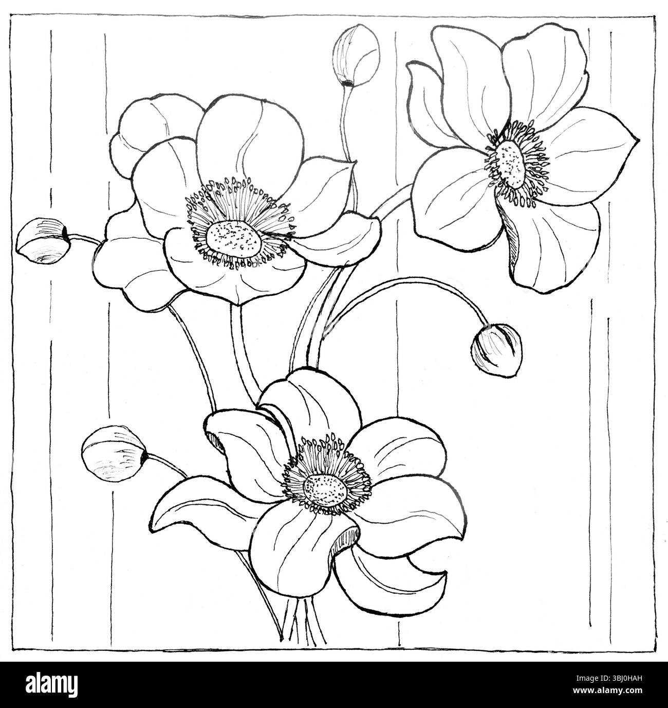Croquis noir et blanc dessiné à la main de fleurs d'anémone avec des bourgeons. Illustration botanique élégante avec dessin au trait détaillé de fleurs en fleurs Banque D'Images