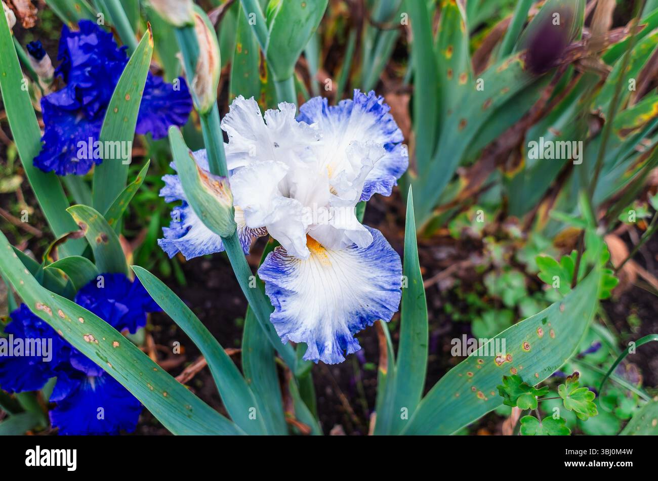 Détail de l'iris bleu. Fond flou avec des iris bleu vif et des feuilles vertes endommagées. Temps froid, juin Banque D'Images