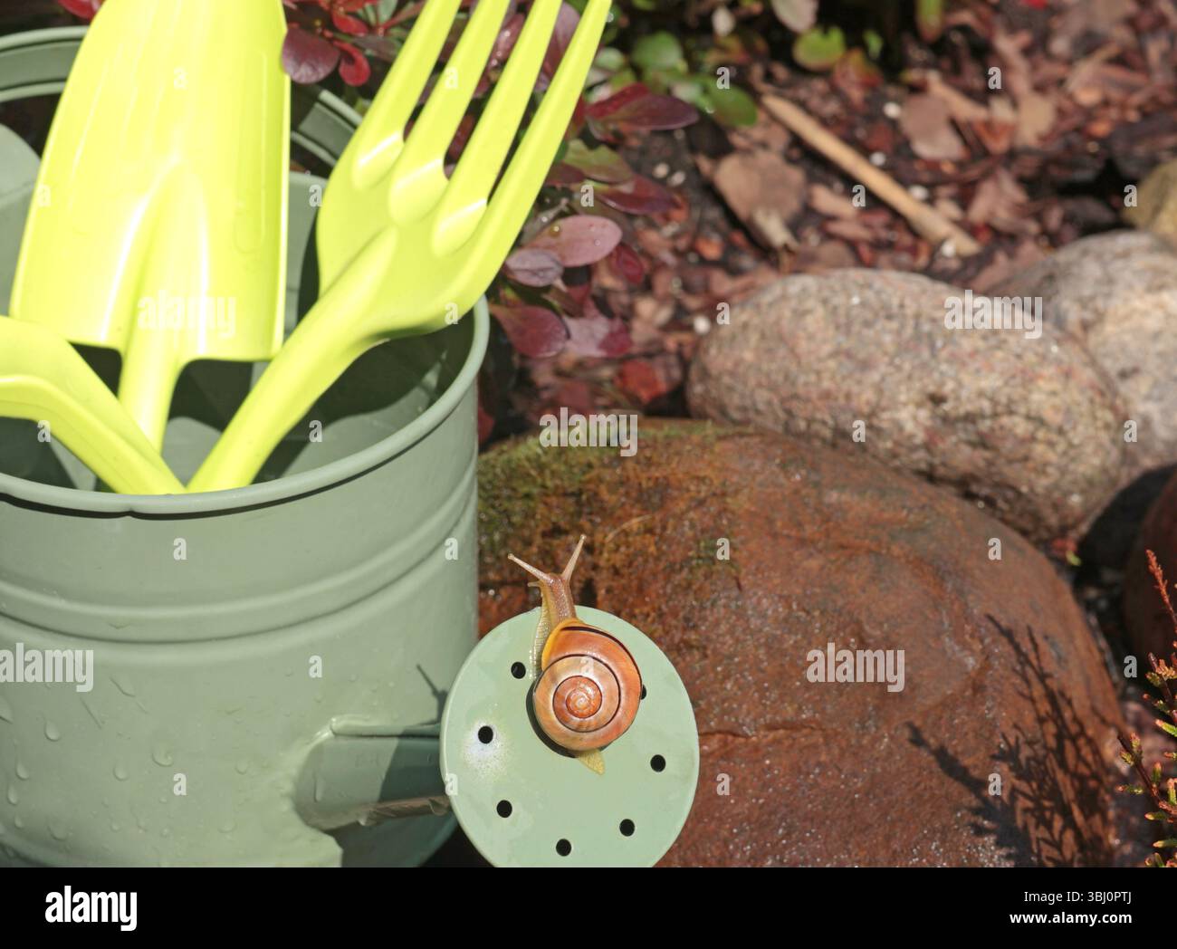 Escargot rampant sur l'arrosoir. Jardin et nature. Parasites et outils. Banque D'Images