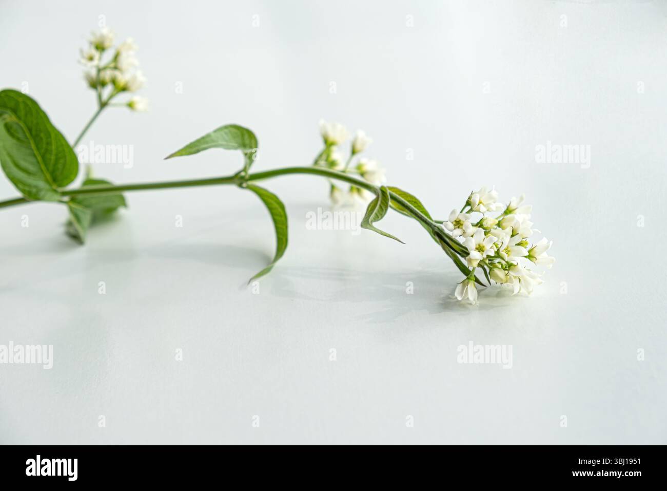 Tige élégante de vincetoxicum hirundinaria avec des grappes de petites fleurs blanches et des feuilles vertes luxuriantes, photographiées sur un fond clair. Un moi classique Banque D'Images