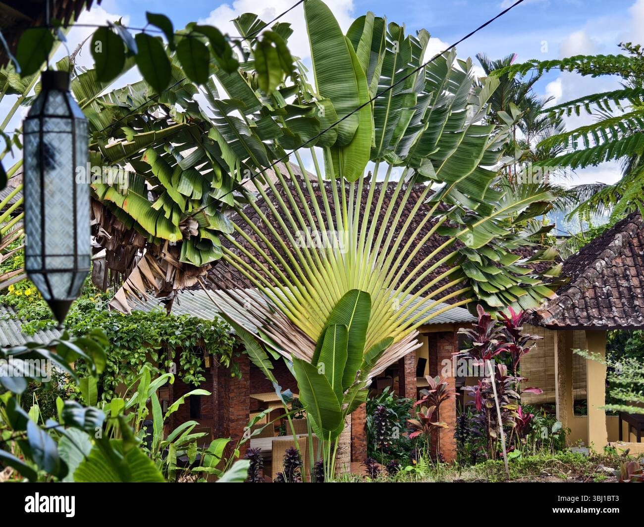 Palmier tropical ou Ravenala magnifiquement étalé devant une maison de style traditionnel Banque D'Images