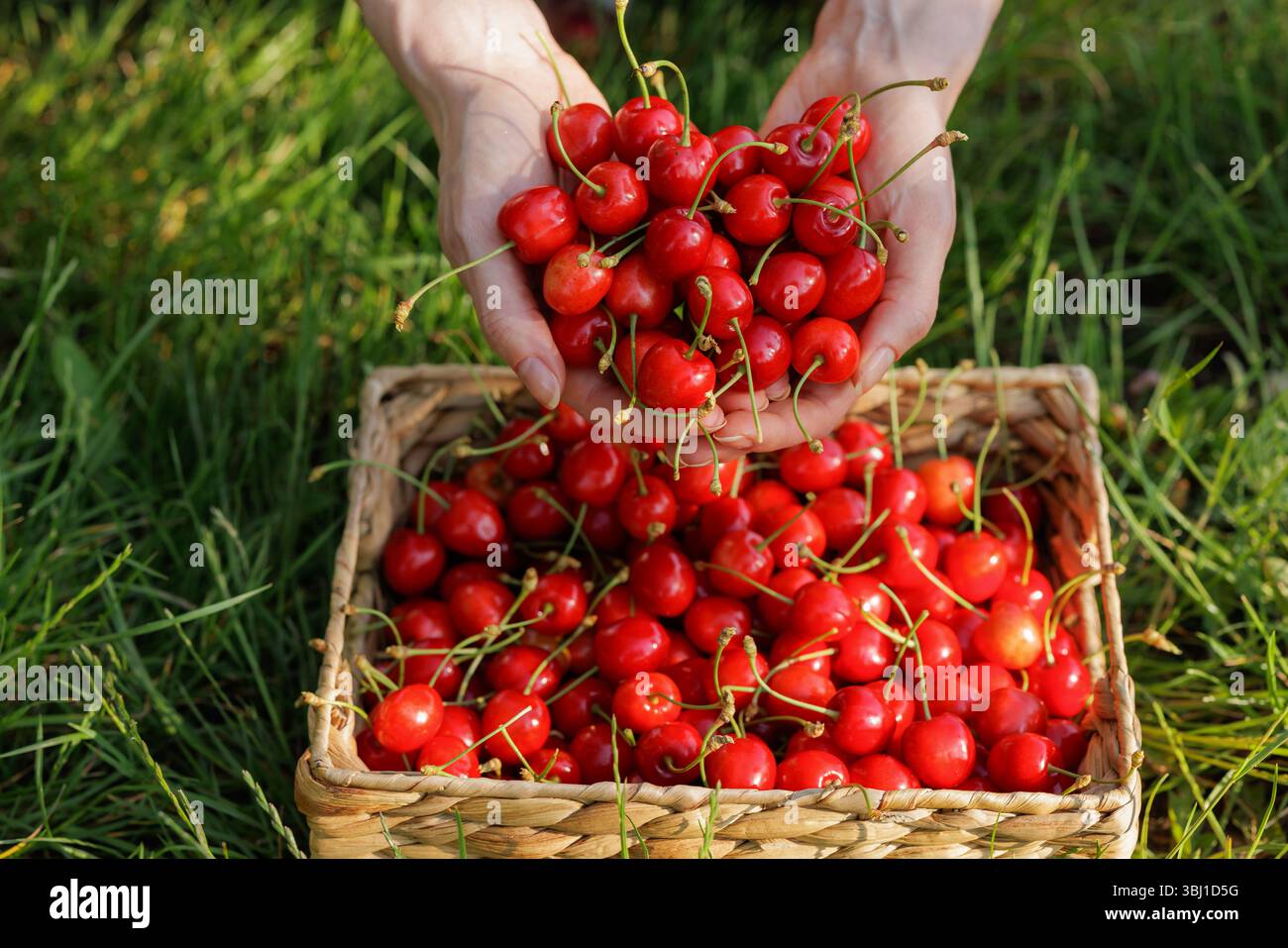 Mains tenant des cerises fraîches mûres au-dessus d'un panier plein dans l'herbe. Récolte estivale saine et mode de vie de l'agriculture biologique. Banque D'Images