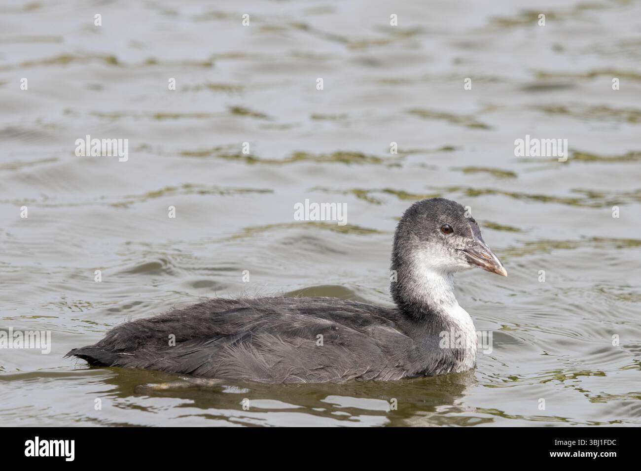 Enlève un jeune oiseau Banque D'Images