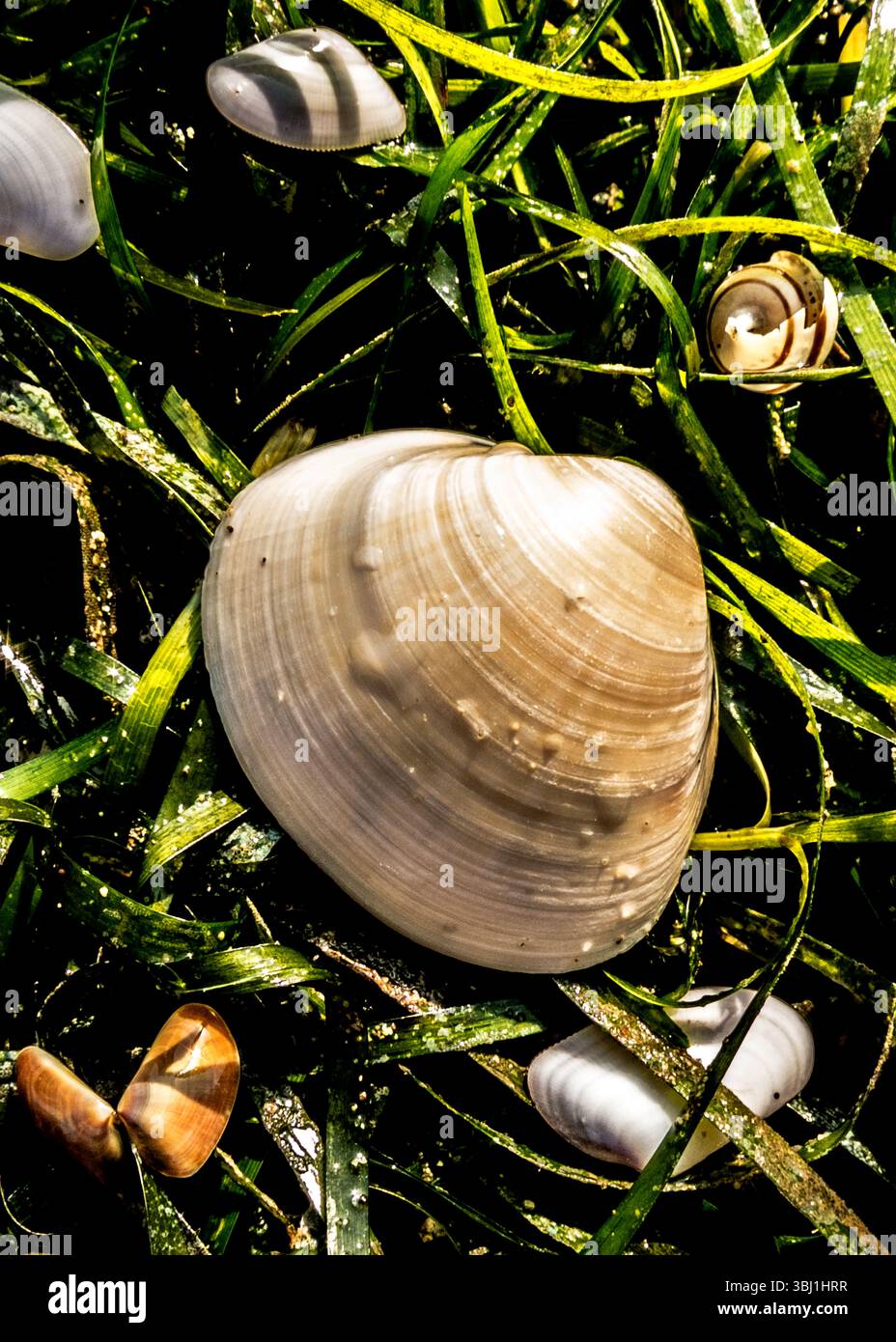 Un gros plan de coquillages et d'une coquille d'escargot nichée parmi les algues vertes. Banque D'Images
