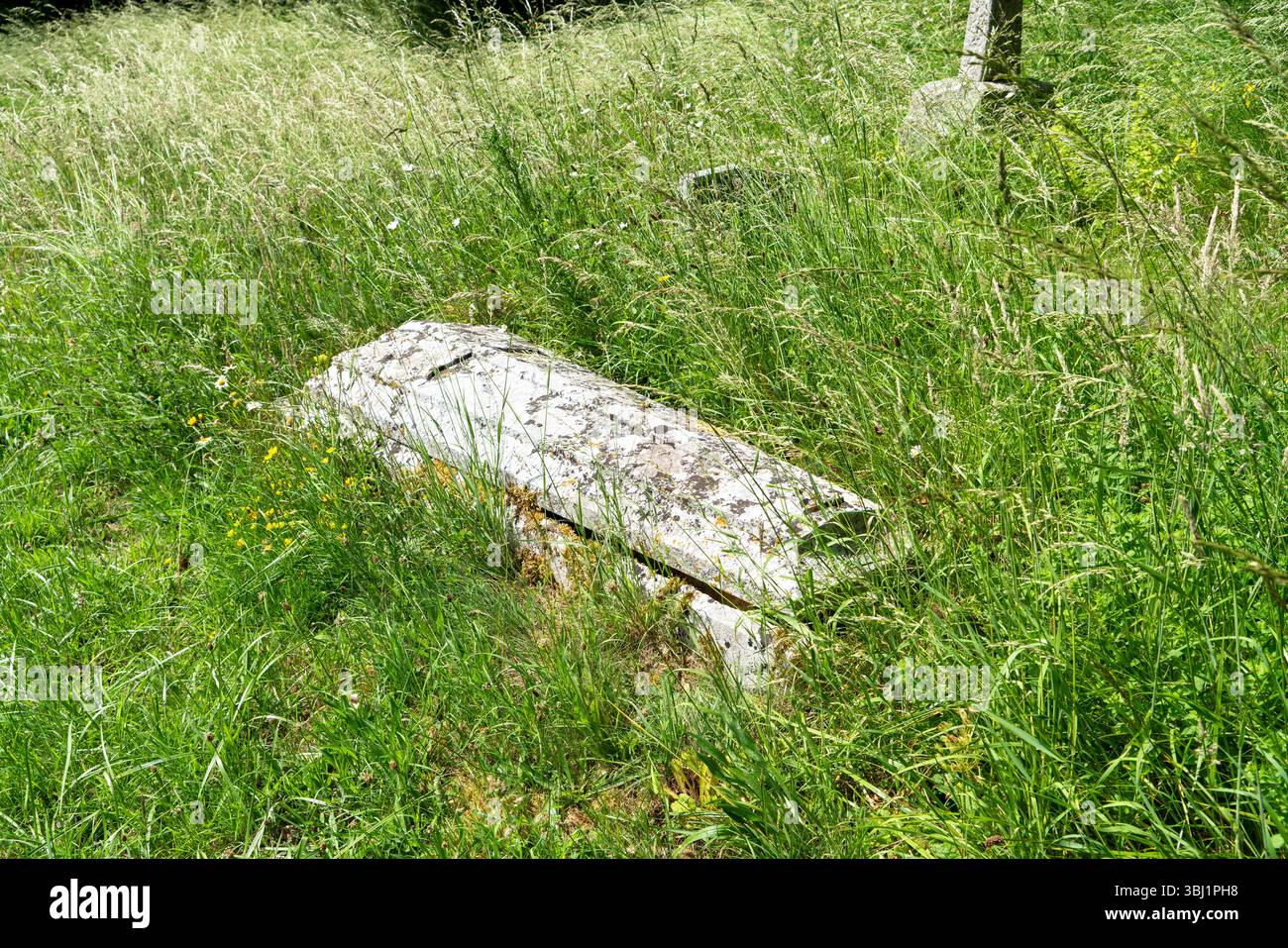Tombe de Churchyard laissée envahie par la végétation pour créer une aire de conservation Banque D'Images
