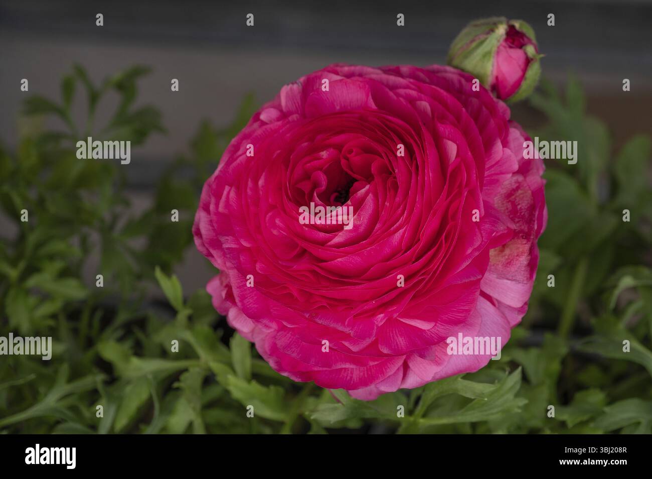 Peony Blossom (Paeonia), Bavière, Allemagne, Europe Banque D'Images