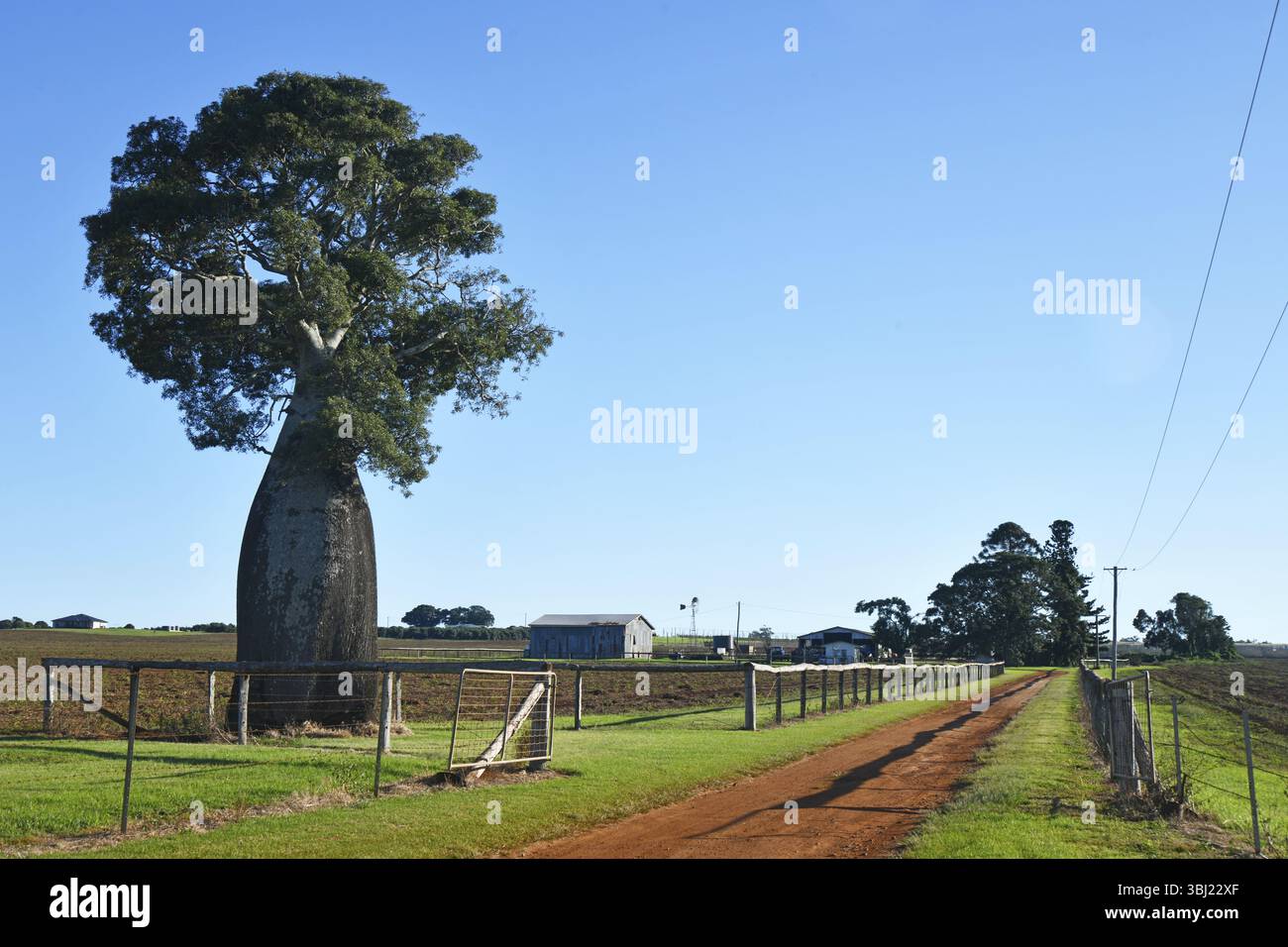 Un arbre-bouteille marque une entrée de ferme dans le South Burnett, Queensland, Australie, Océanie Banque D'Images