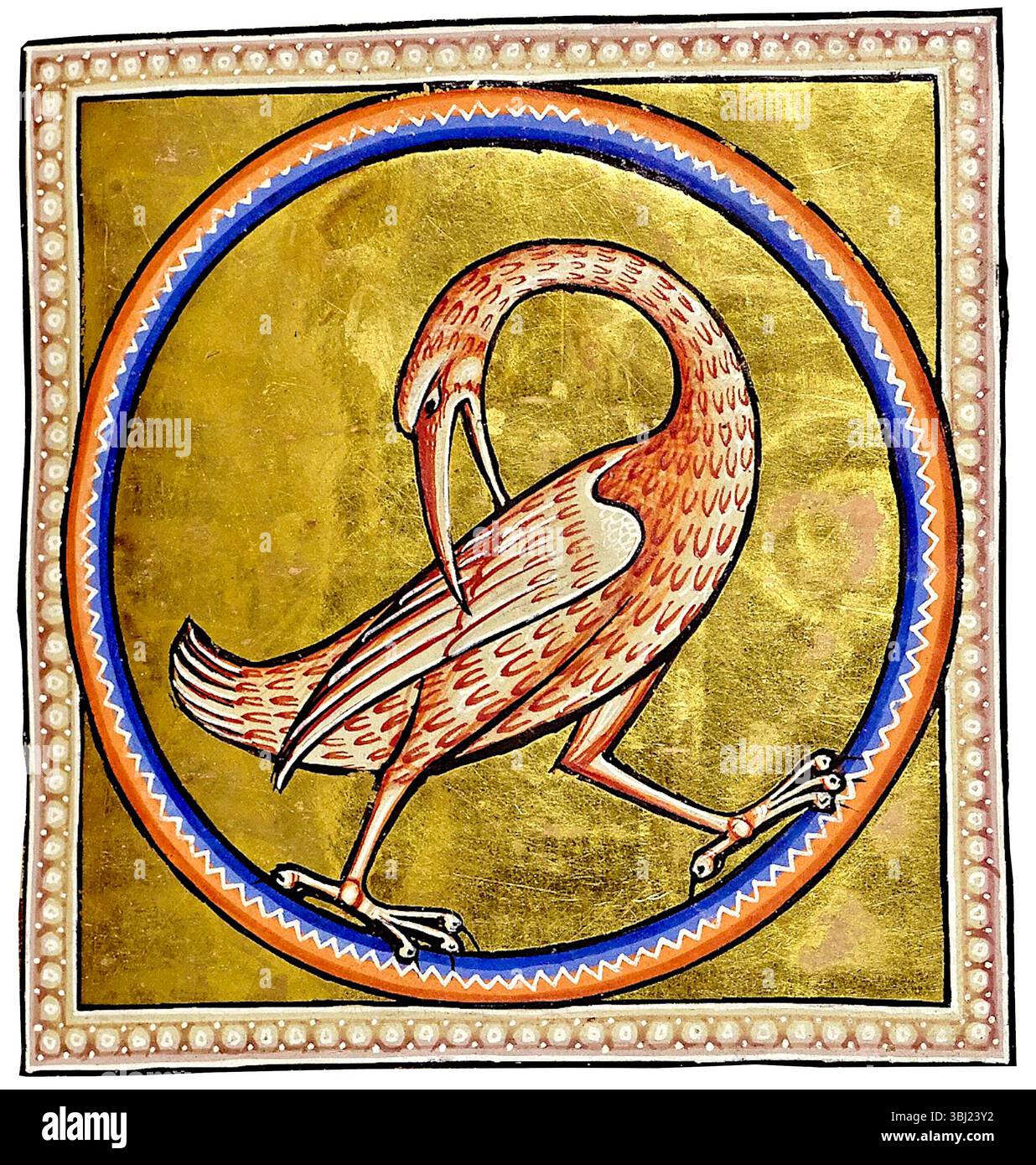 Aberdeen Bestiary - Coot - 1542 - Un Coot, la tête tournée vers l'arrière, mordant son aile - 1542 Banque D'Images