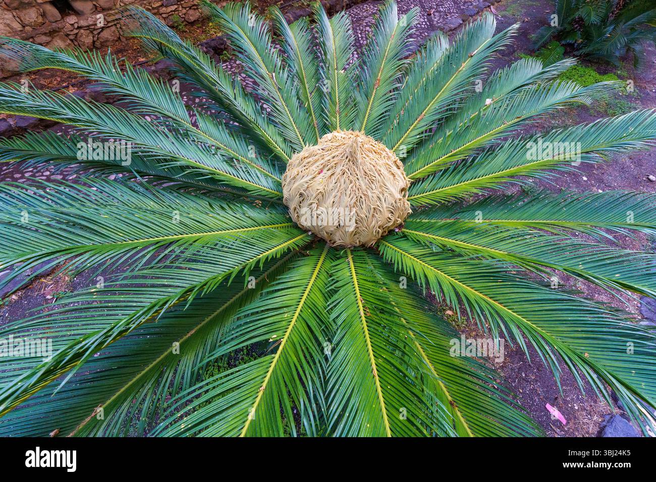 Fruits et graines de palmier sagou japonais (Cycad Sago, Cycas revoluta ou sotetsu gymnosperm) appartenant à la famille des Cycadaceae Banque D'Images