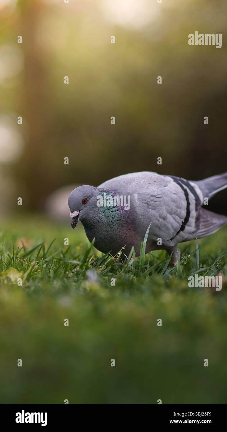 Belle colombe illuminée par la lumière chaude de l'heure dorée, ses plumes brillent doucement car elle symbolise la paix, la grâce et la sérénité tranquille de l'après-midi. perfec Banque D'Images