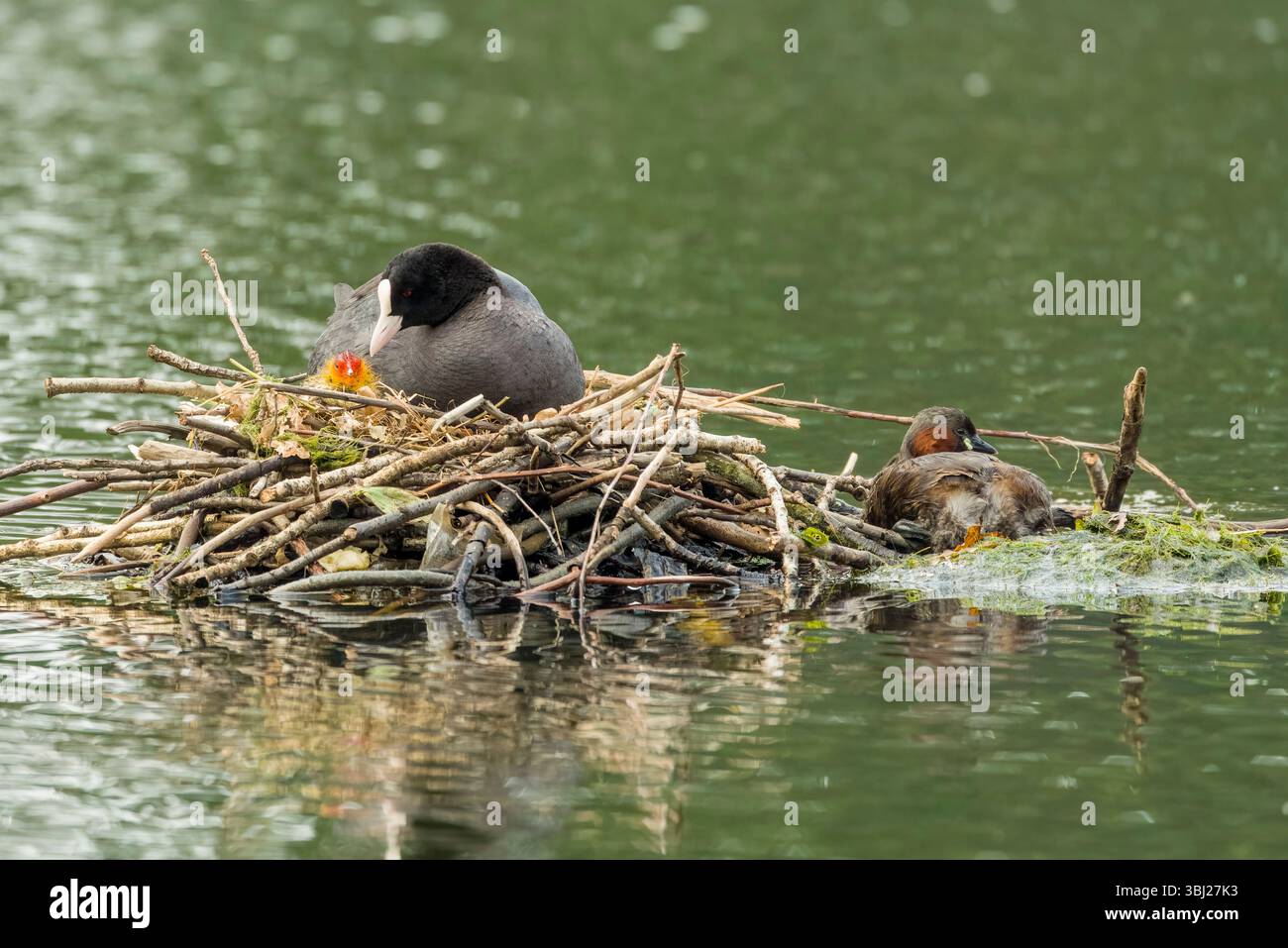 Eurasion Coot (Fulica atra), avec un jeune poussin, et une paire de petits grèbes ou dabchins (Tachybaptus ruficollis) partageant un site de nidification dans le sud d'Engla Banque D'Images