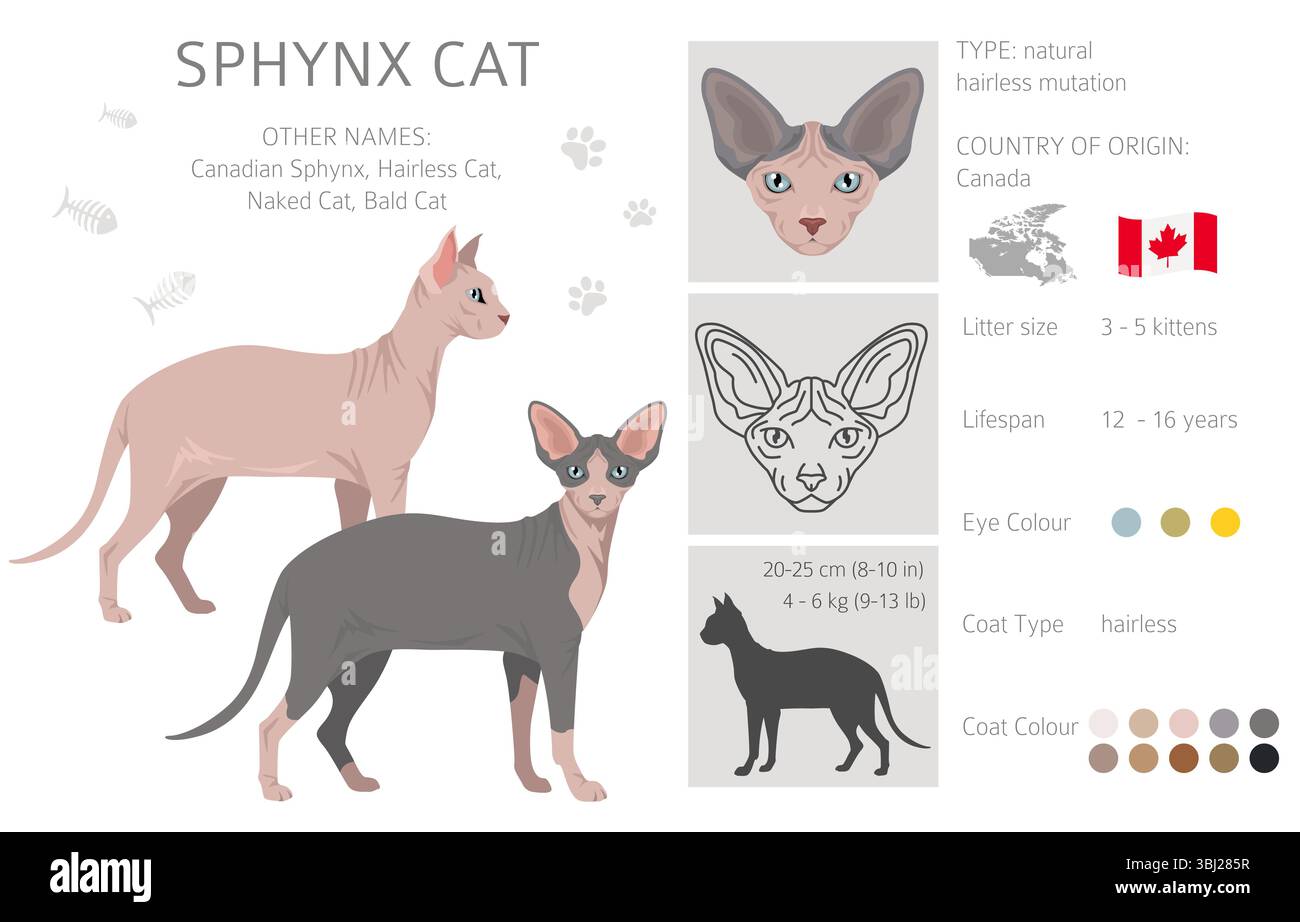 Clipart canadien de chat Sphynx. Toutes les couleurs de manteau sont définies. Infographie des caractéristiques de toutes les races de chats. Illustration vectorielle Illustration de Vecteur