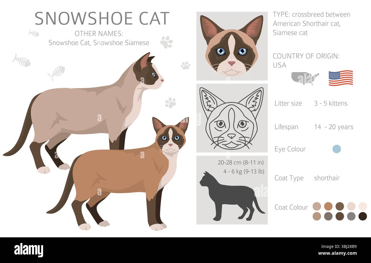 Clipart de chat de raquette à neige. Toutes les couleurs de manteau sont définies. Infographie des caractéristiques de toutes les races de chats. Illustration vectorielle Illustration de Vecteur