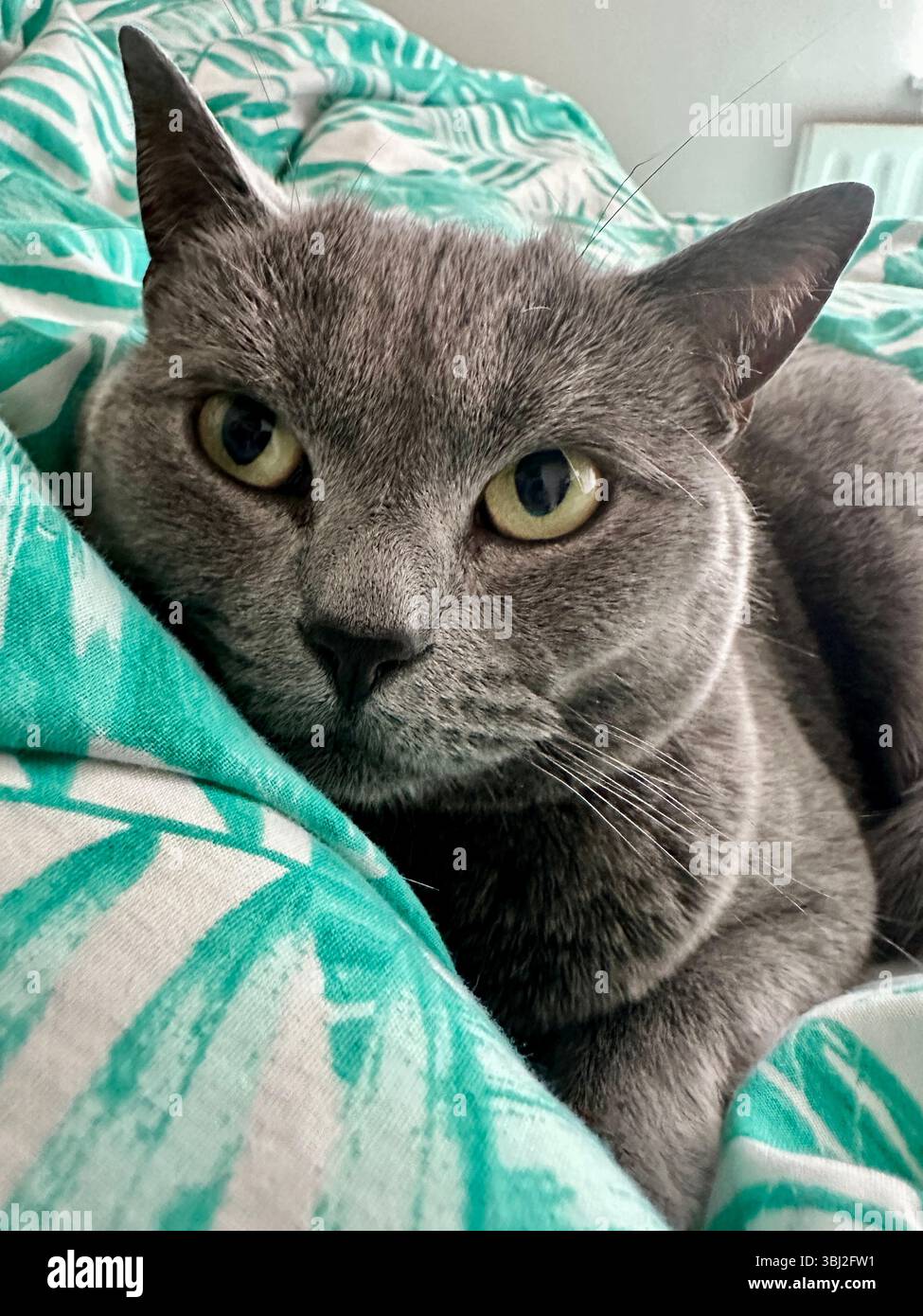 Gros plan d'un petit chat gris éveillé sur une couette à imprimé palmier, regardant directement l'appareil photo avec une douce expression d'alerte Banque D'Images