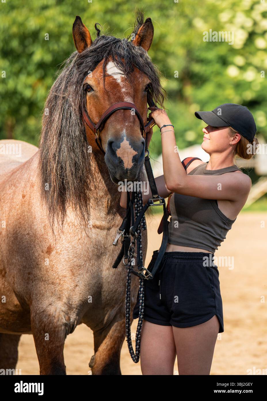 Une fille attelle un poids lourd ardène à la ferme équestre. Scène de la vie rurale avec grand cheval harnais, travail avec les animaux, agriculture traditionnelle Banque D'Images