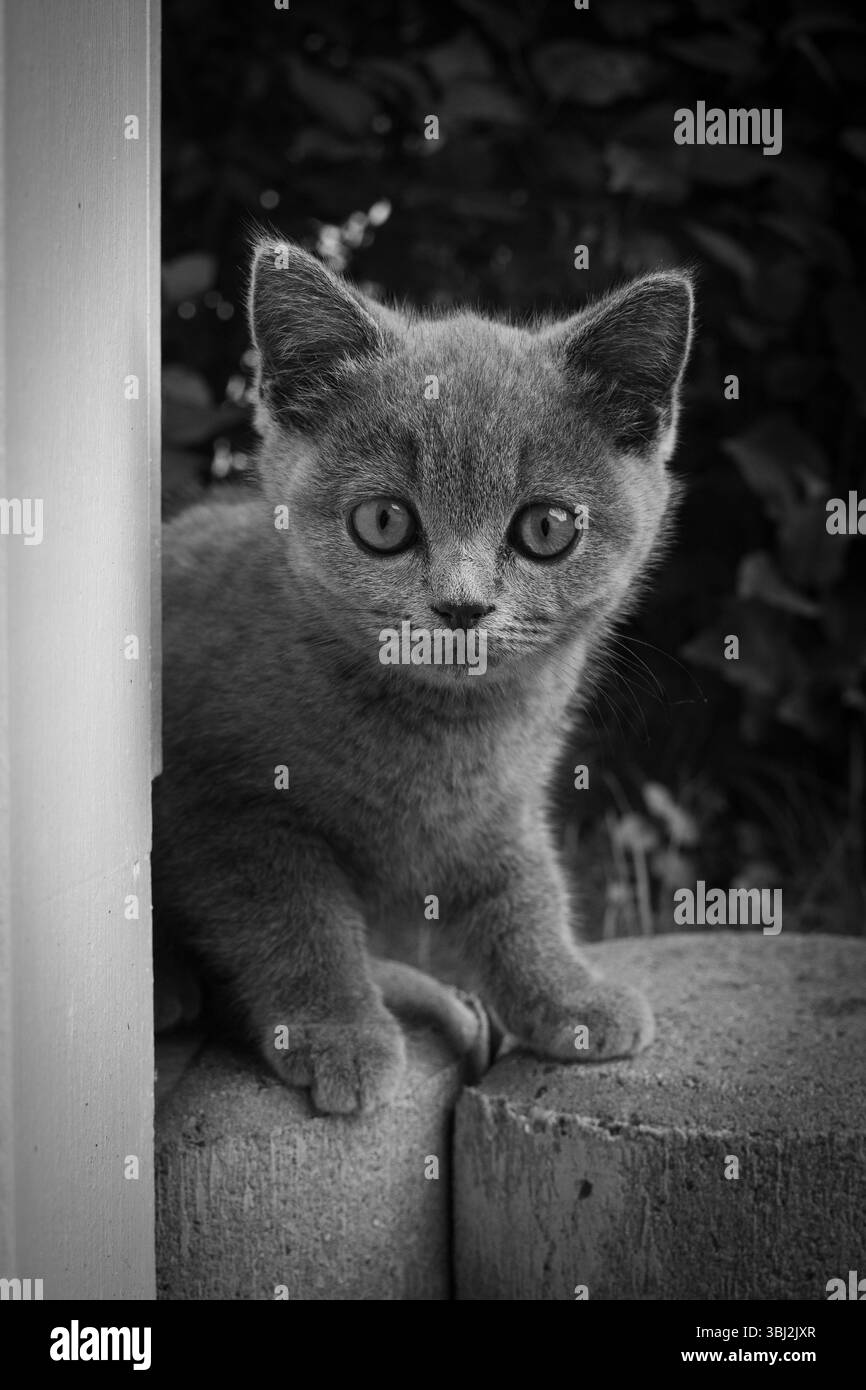 Un portrait d'un joli petit chat British Shorthair Banque D'Images