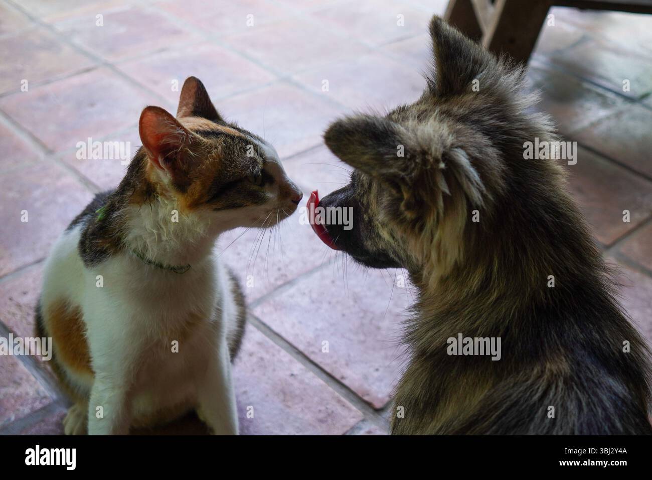 Un chat curieux et un chien moelleux se font face de près, capturant un doux moment d'interaction et de liaison avec les animaux Banque D'Images