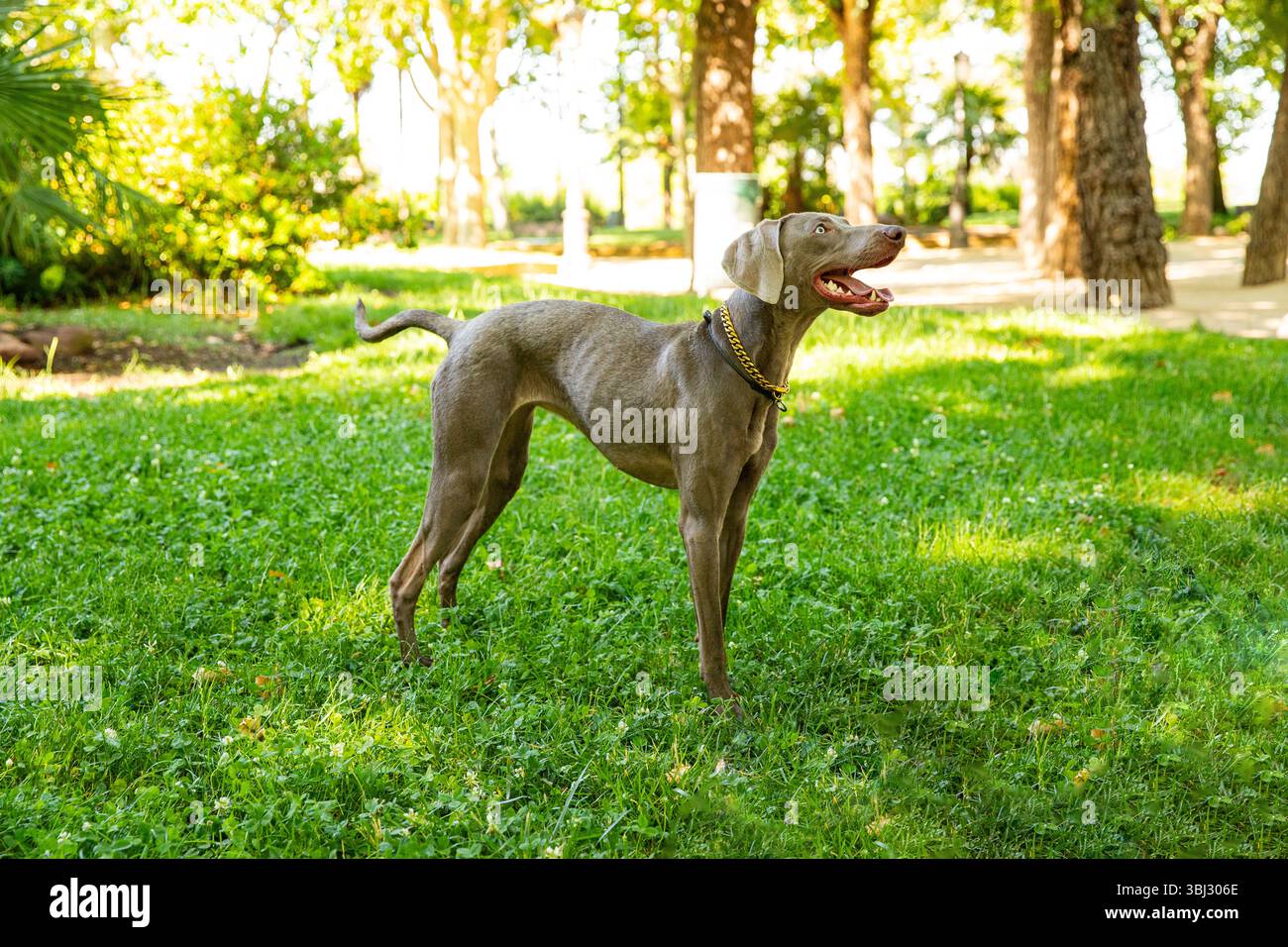 Énergique Weimaraner profitant de la nature. Animaux dans un parc de la ville en été Banque D'Images