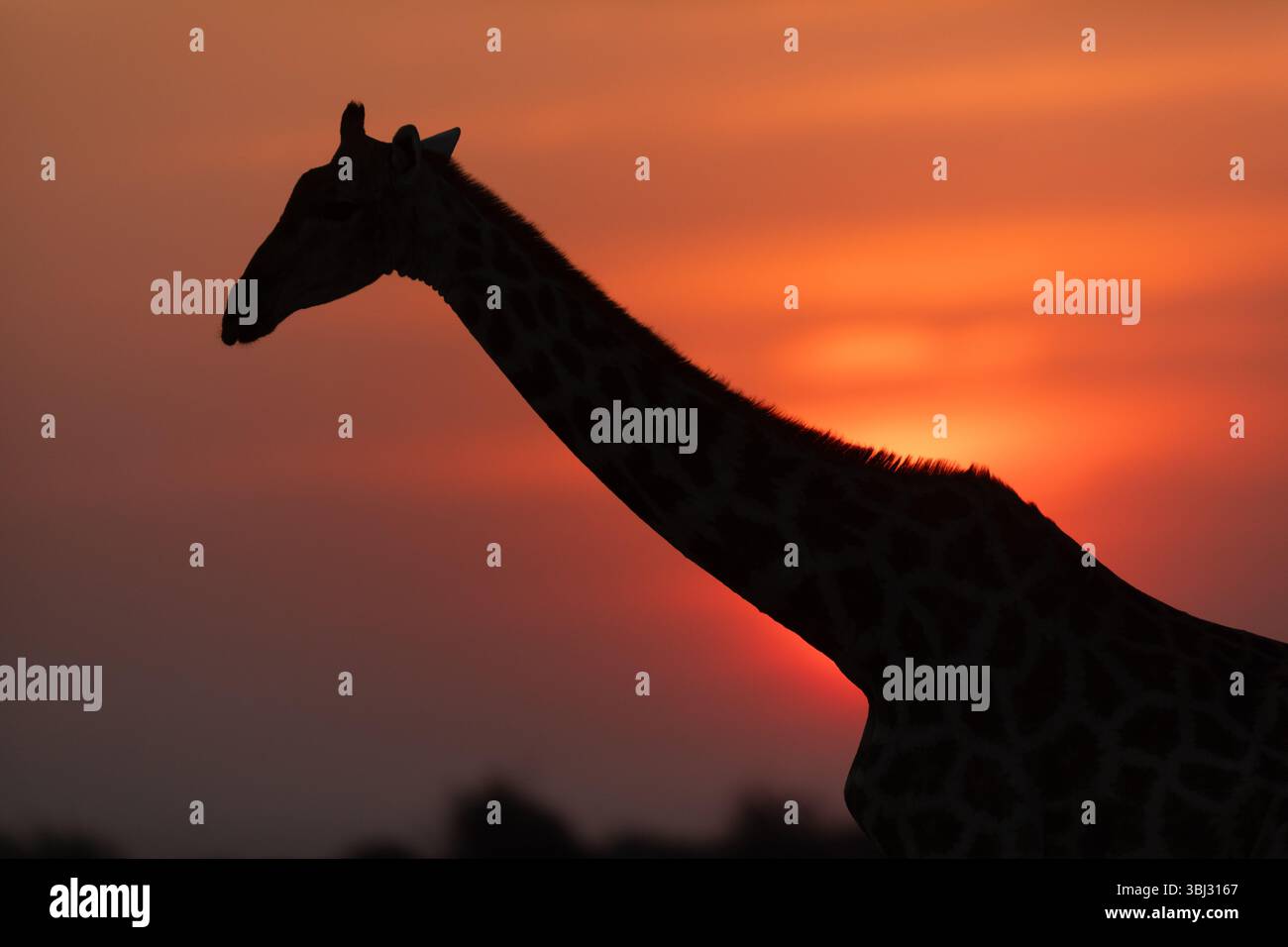 Une girafe marche à travers le soleil couchant à Okaukeujo, dans le parc national d'Etosha, Namibie. Banque D'Images