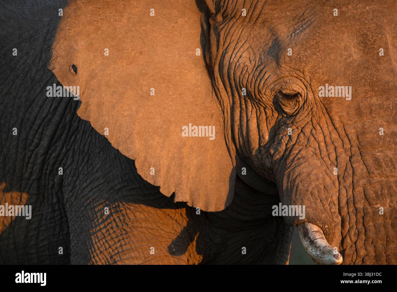 Un profil d'un éléphant du désert d'Afrique pris à Kaokoland. Banque D'Images