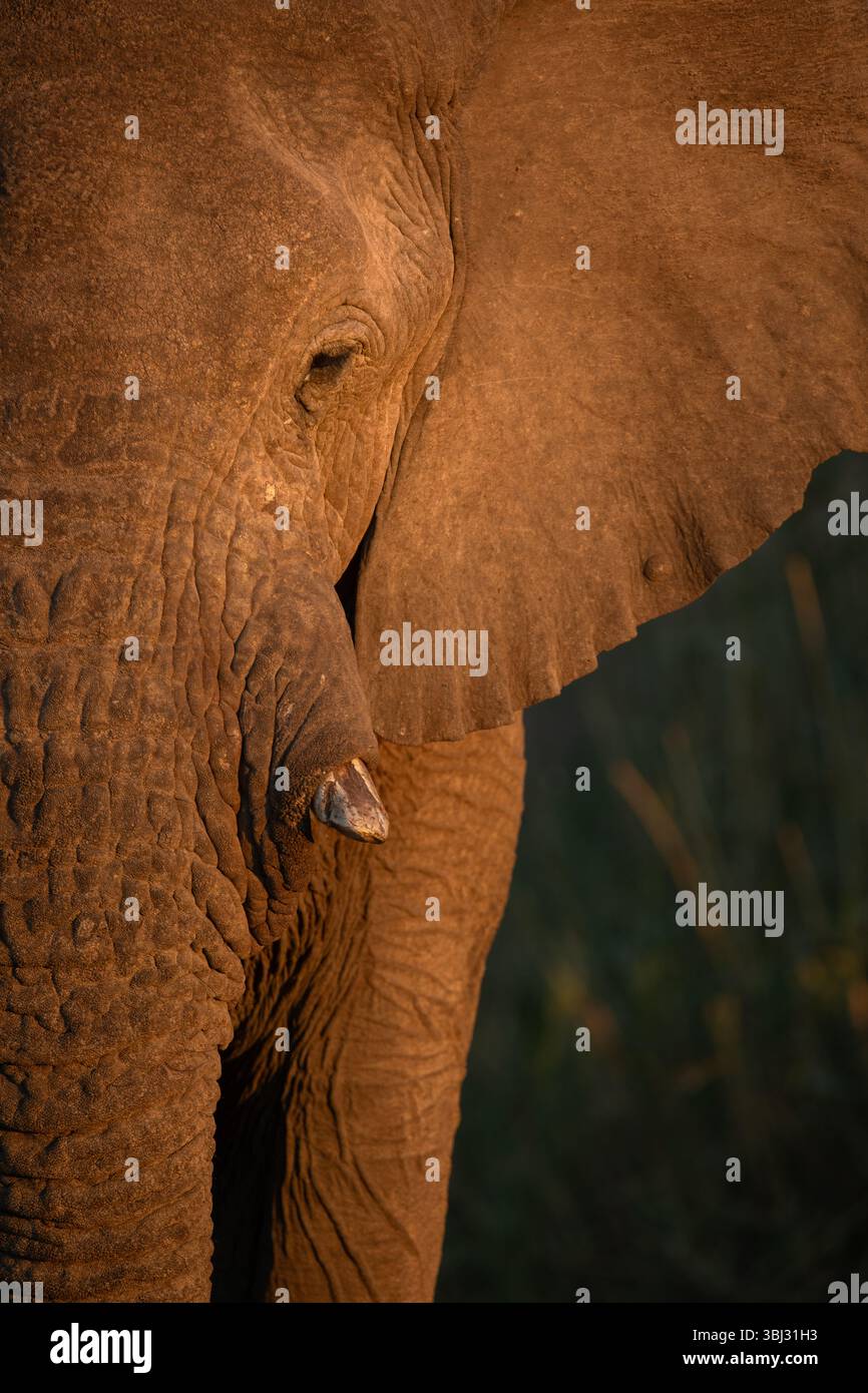 Un profil d'un éléphant du désert d'Afrique pris à Kaokoland. Banque D'Images