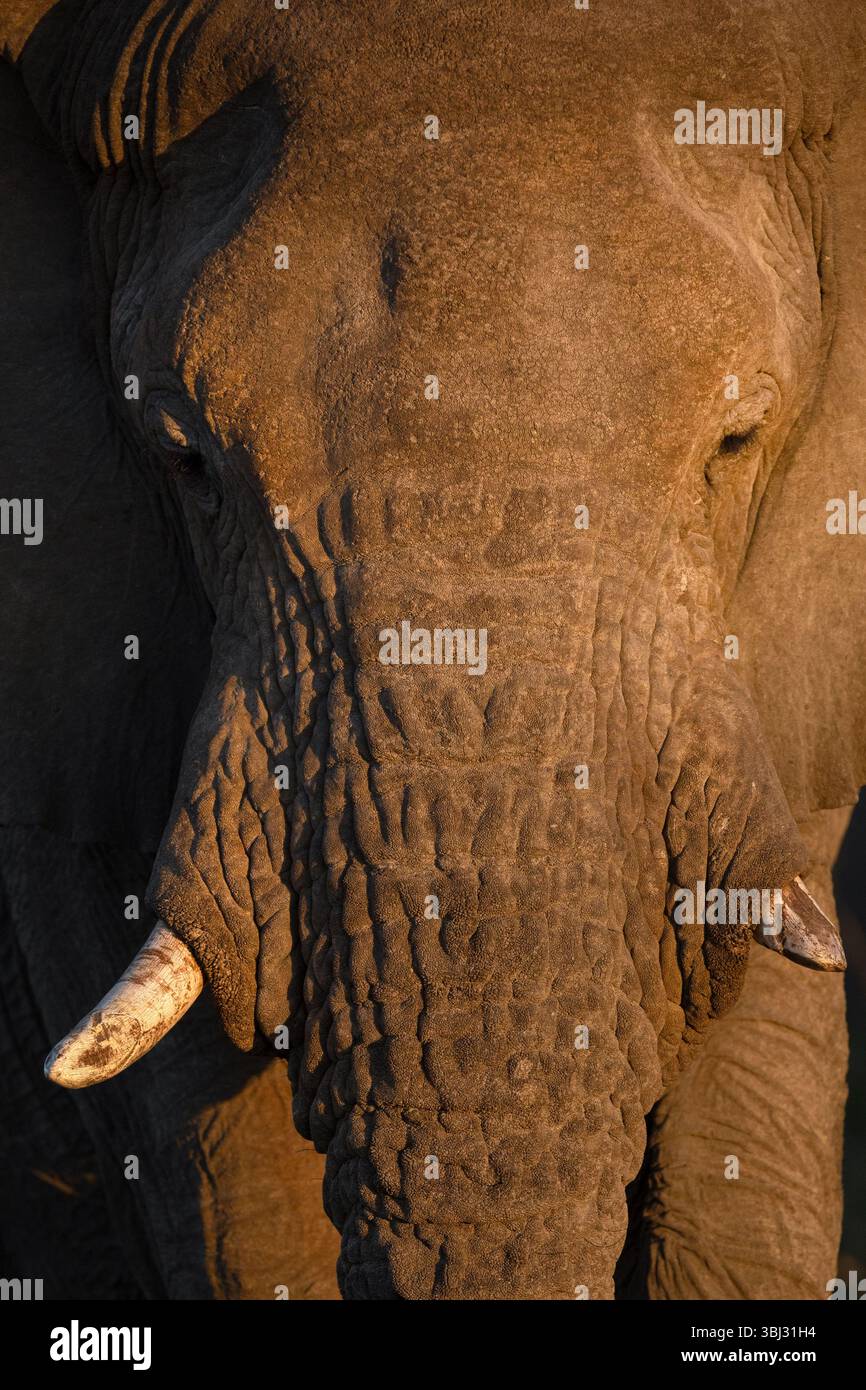 Un profil d'un éléphant du désert d'Afrique pris à Kaokoland. Banque D'Images
