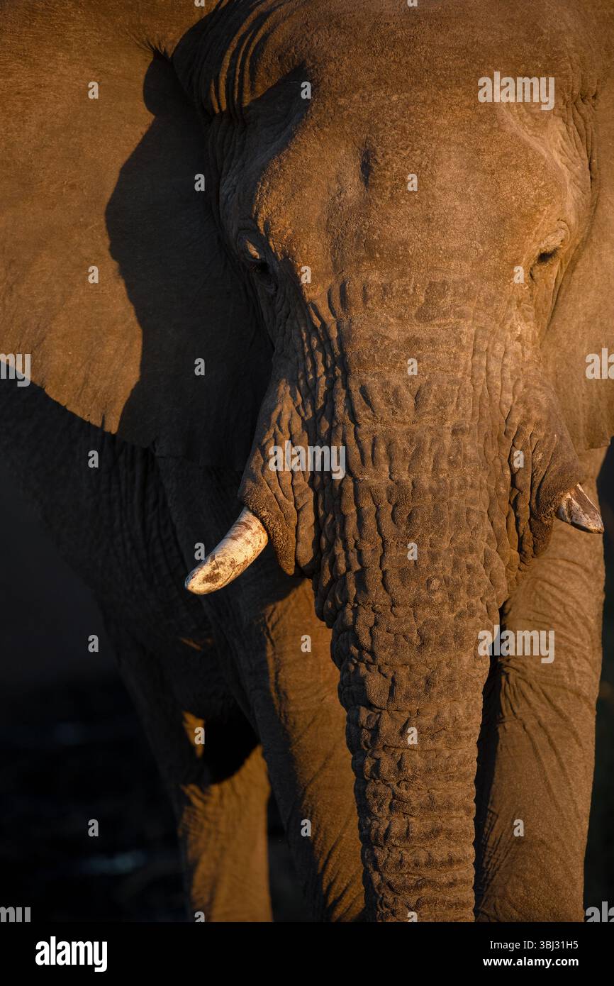 Un profil d'un éléphant du désert d'Afrique pris à Kaokoland. Banque D'Images
