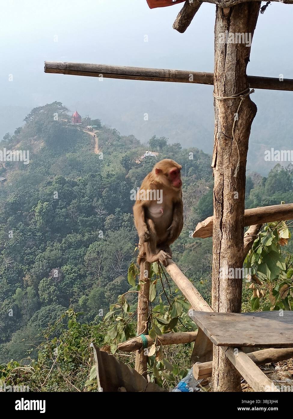 Un macaque rhésus sauvage assis sur une balustrade en bois avec un paysage de montagne pittoresque et un temple lointain en arrière-plan au Bangladesh. - Image de stock capturée avec un smartphone