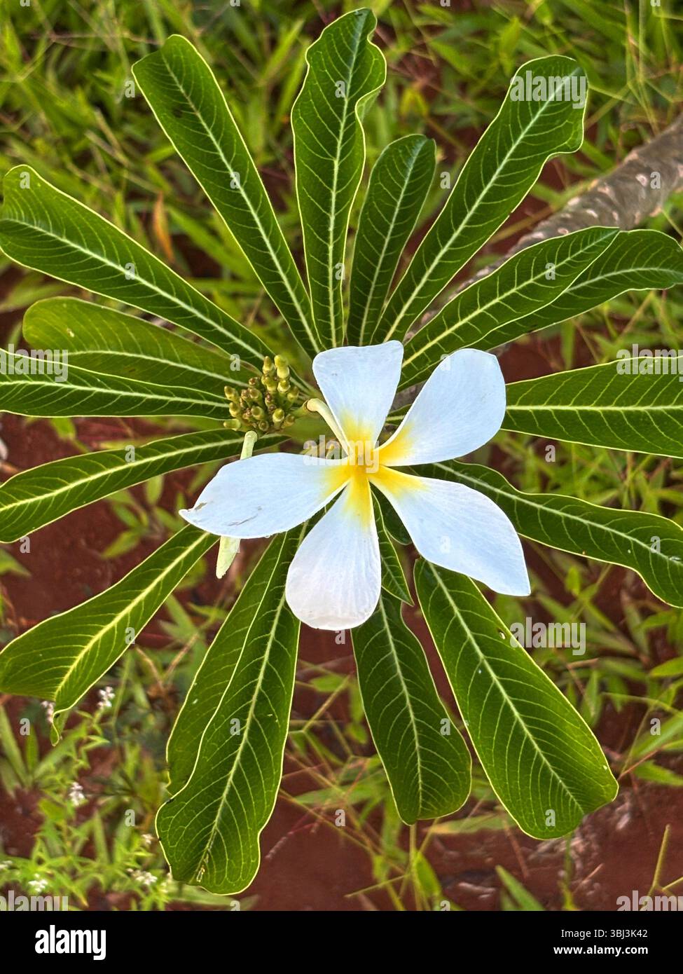 Variété de Plumeria inhabituelle, peut-être sténophyle, hauts plateaux de Honiara, Guadalcanal, Îles Salomon - Image de stock capturée avec un smartphone
