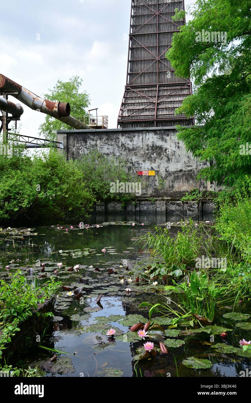 Nénuphars et reflets dans l'étang sur le terrain du Landschaftspark Duisburg, Allemagne Banque D'Images