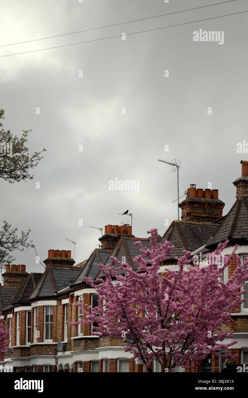 Terrasse victorienne avec arbre en fleurs à Lambeth, Londres Royaume-Uni Banque D'Images