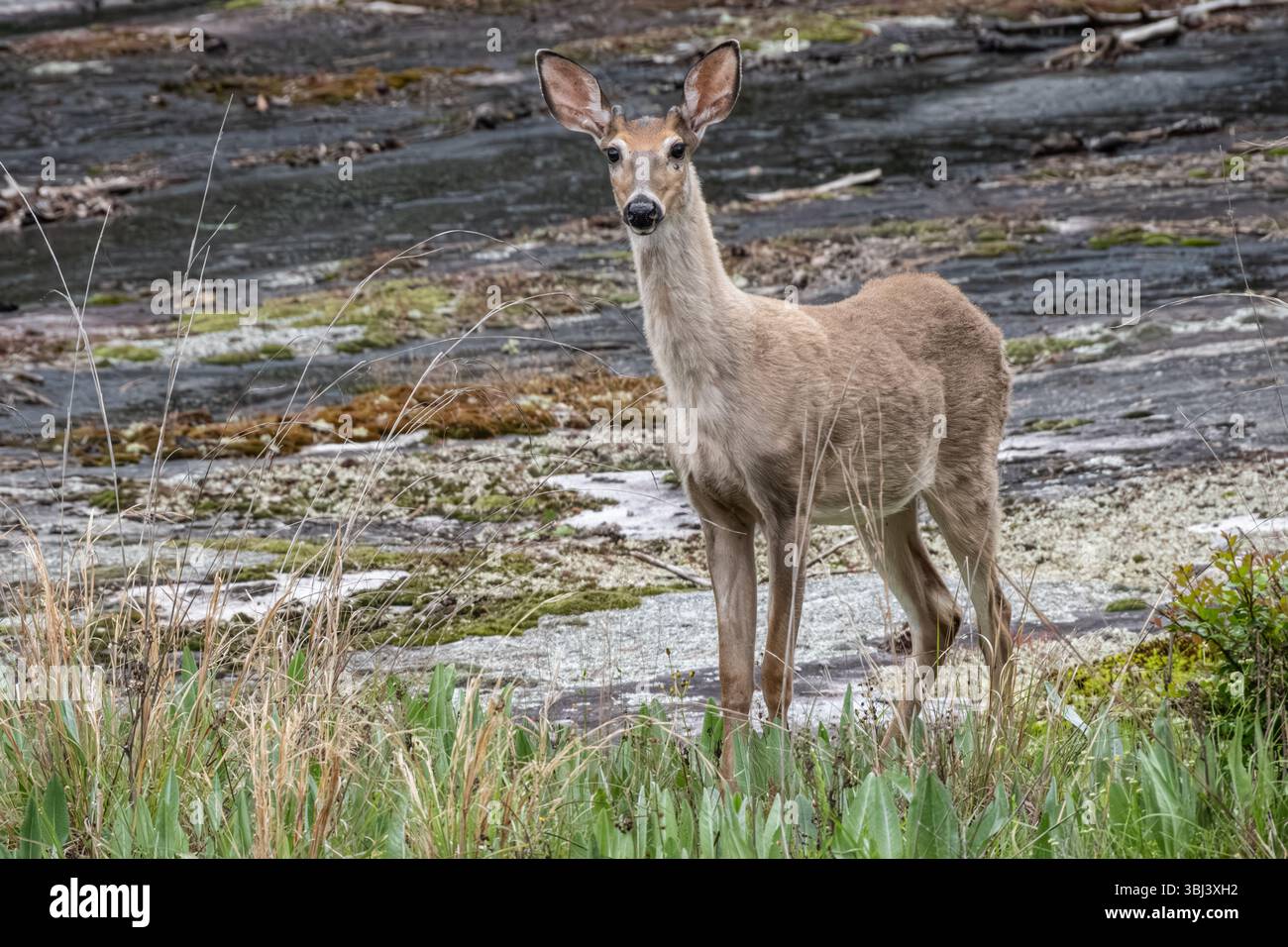 Cerf de Virginie en liberté (Odocoileus virginianus) au parc de Stone Mountain, près d'Atlanta, en Géorgie. ÉTATS-UNIS) Banque D'Images