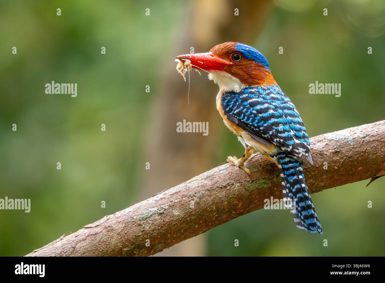 Kingfisher bagué - Lacedo pulchella, beau kingfisher coloré originaire des forêts de l'Asie du Sud-est, Vietnam. Banque D'Images