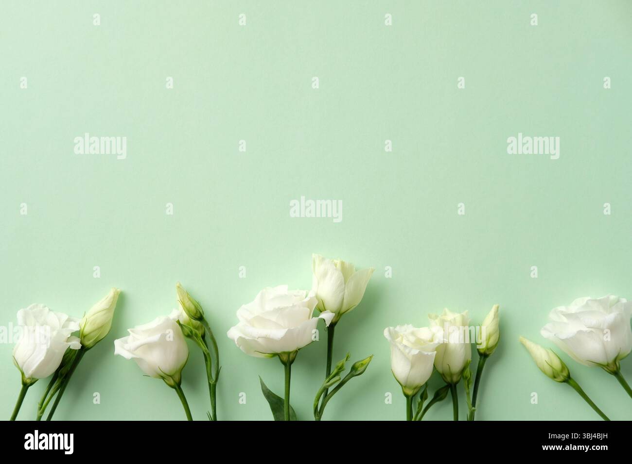 Fleurs lisianthus blanches élégantes sur un fond vert clair Banque D'Images