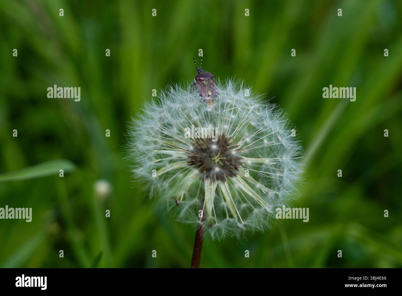 une photo estivale, une ambiance estivale, un gros plan d'un pissenlit et d'un insecte assis dessus Banque D'Images