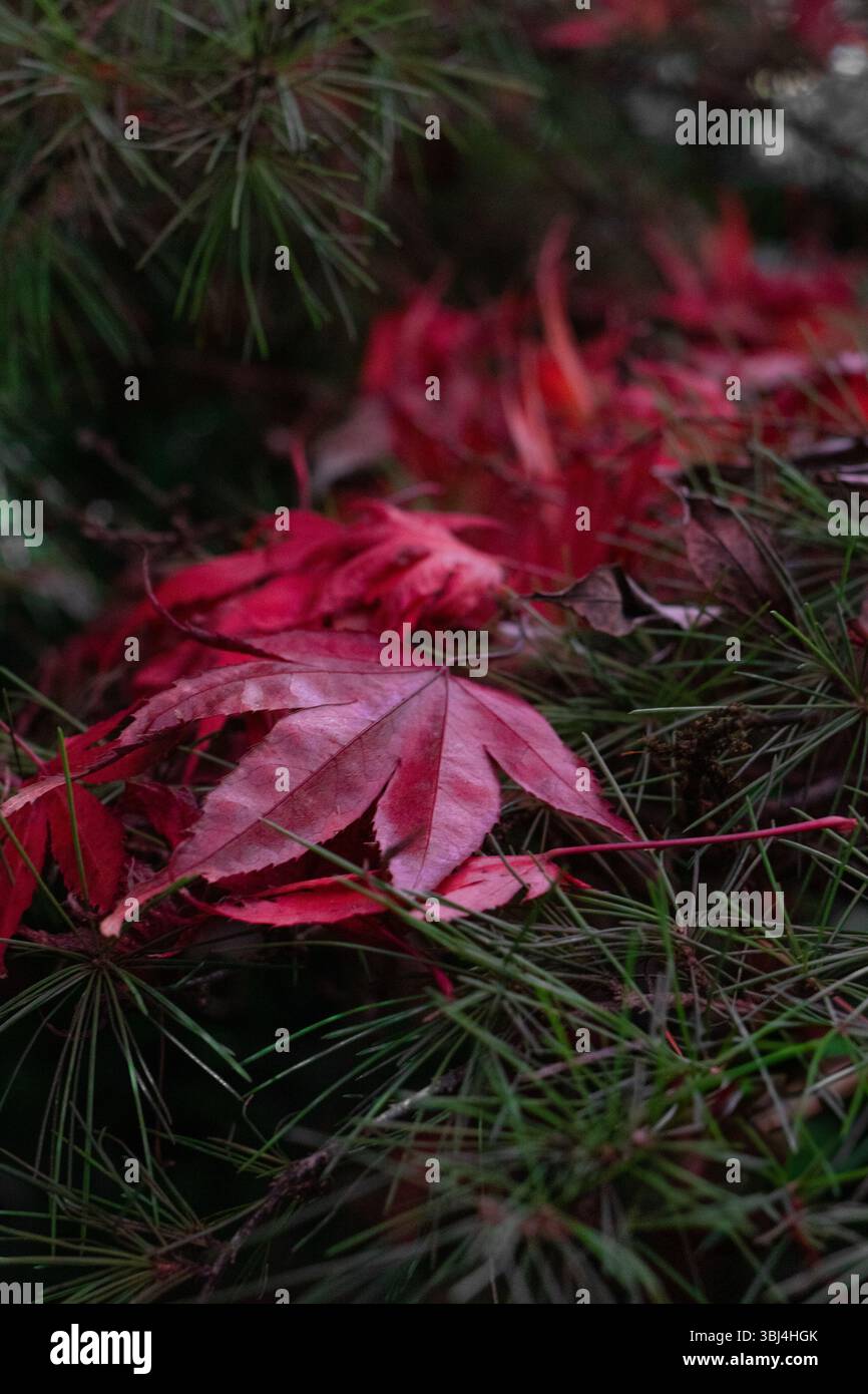 Feuilles d'érable rouge reposant sur des aiguilles de pin à feuilles persistantes à l'automne Banque D'Images