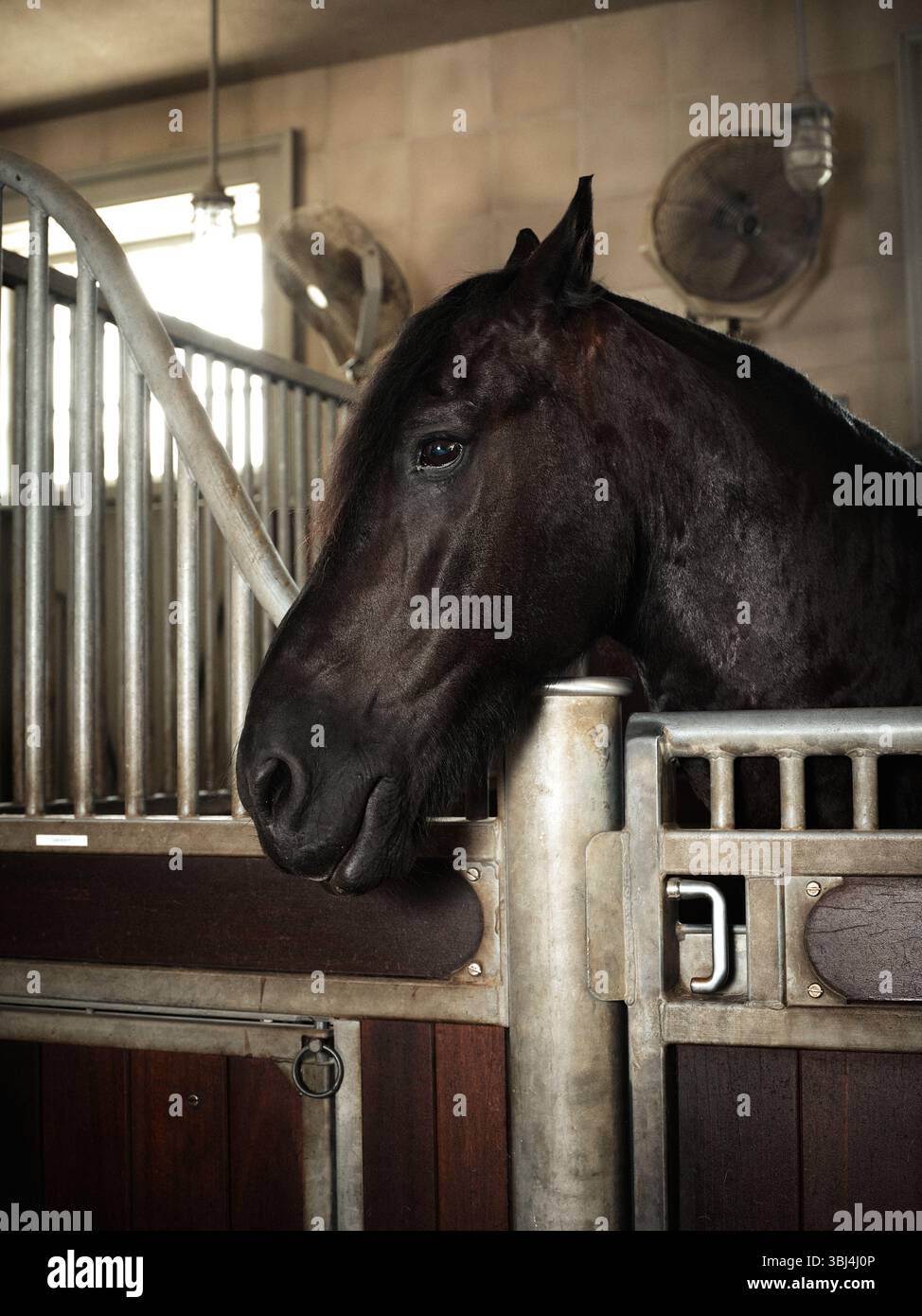 Un cheval à l'intérieur d'une écurie Banque D'Images