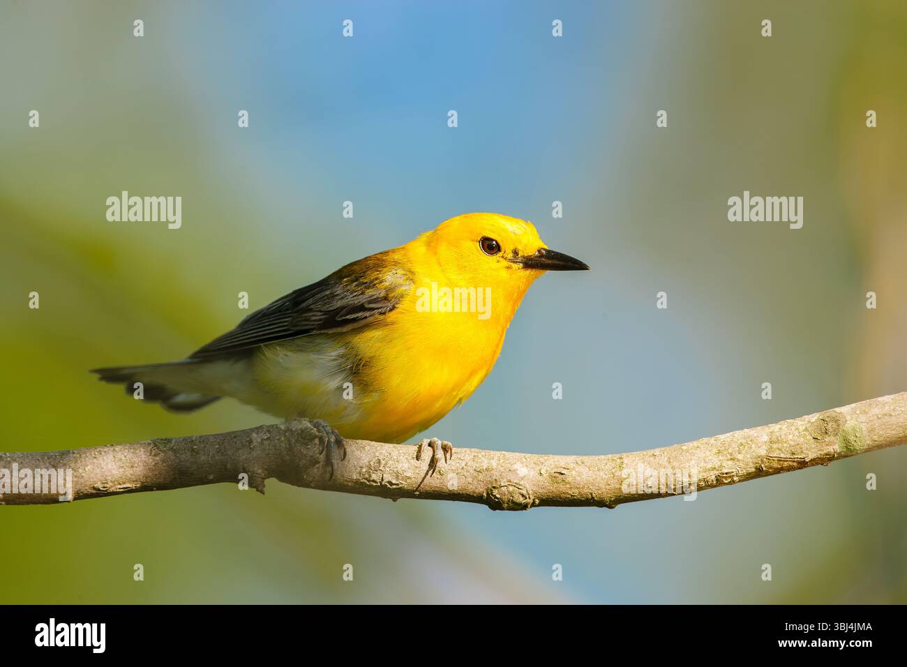Un protonotaire Warbler jaune vif perché sur une branche Banque D'Images