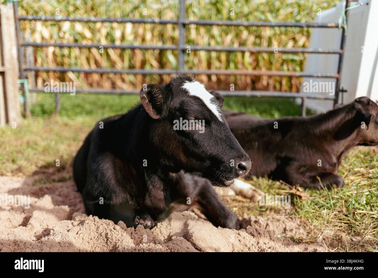 Gros plan de deux vaches à la ferme labyrinthe de maïs Banque D'Images