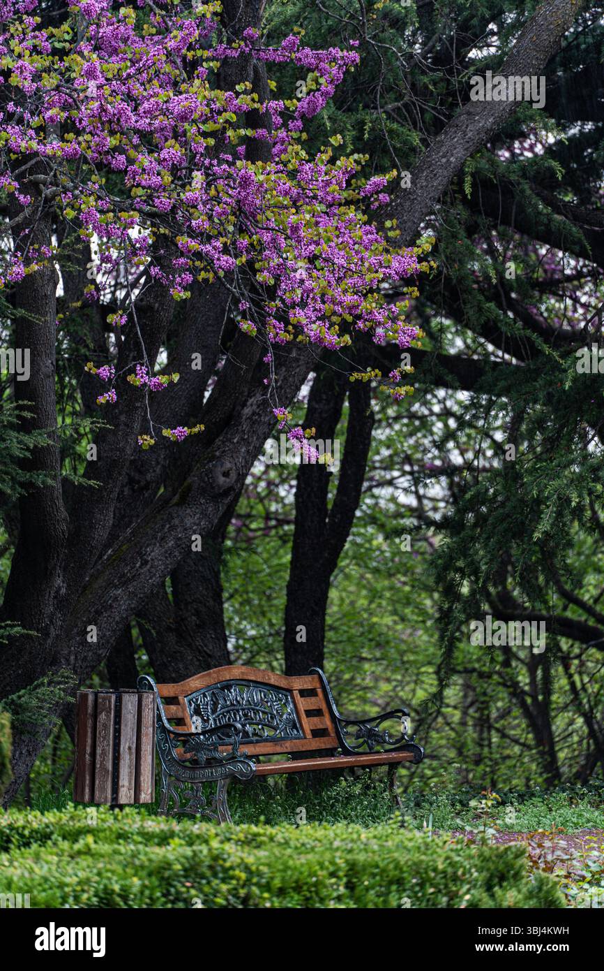 Belle floraison de l'arbre Judas dans le parc de printemps Banque D'Images