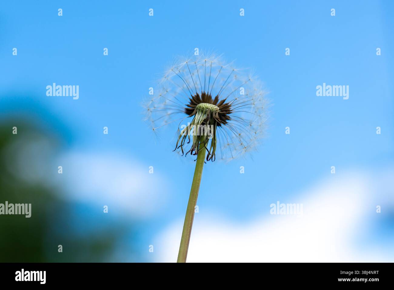 une photo d'été, une ambiance d'été, un pissenlit, une tête de pissenlit blanc sur fond de ciel bleu Banque D'Images
