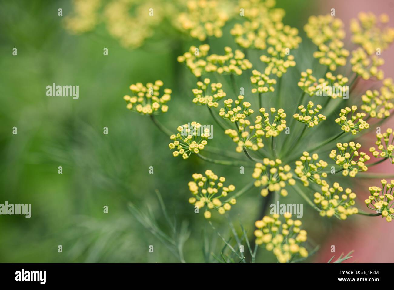 Aneth fleuri avec fleurs d'ombrage délicates Banque D'Images